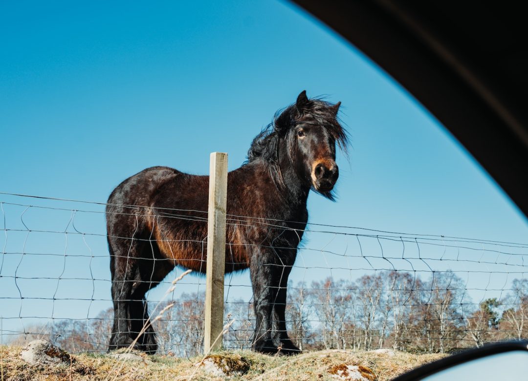 highland pony in schotland